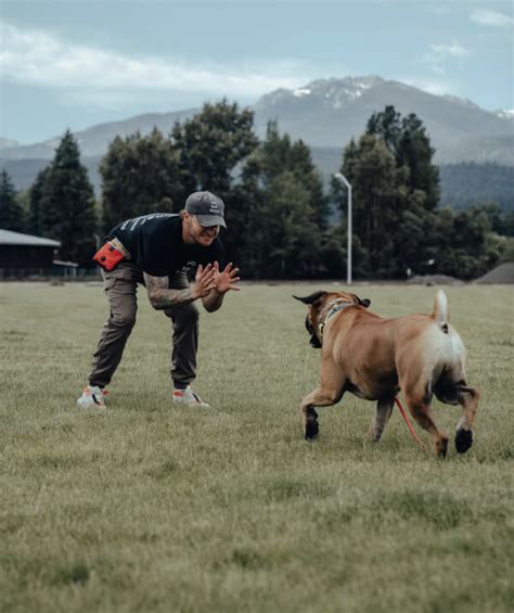 Pin on Off Leash Dog Training