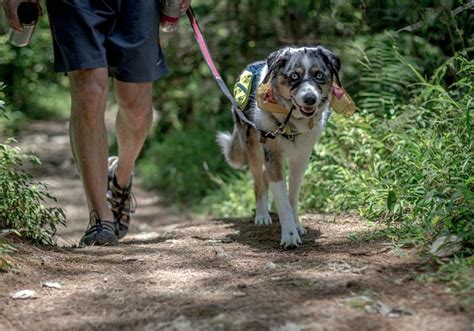 Dog Friendly Off Leash Hiking on Federal Lands