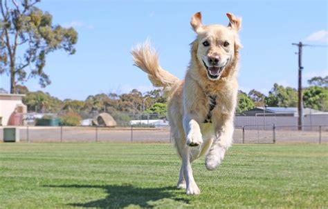 OffLeash Dog Park Etiquette How to Have the Best Experience