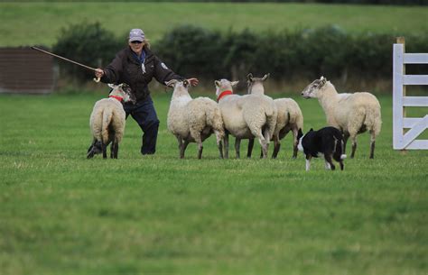 Sheepdog Training and Trials (eBook) Border collie, Dog runs