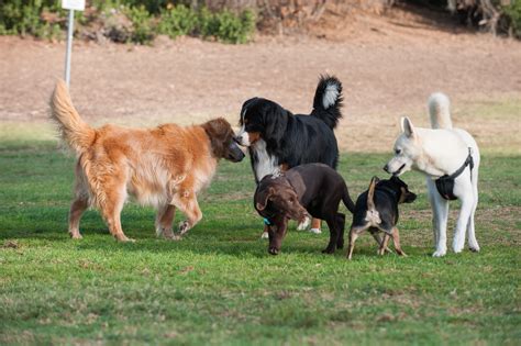 The Importance of Socializing Your Dog Sarasota Dog Wizard