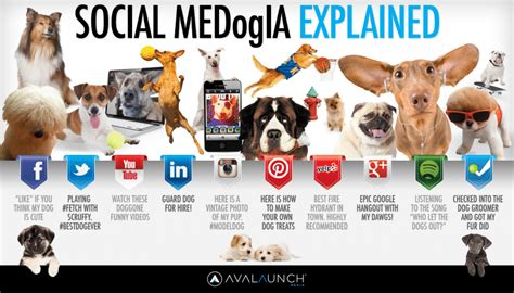 Dog training social media
