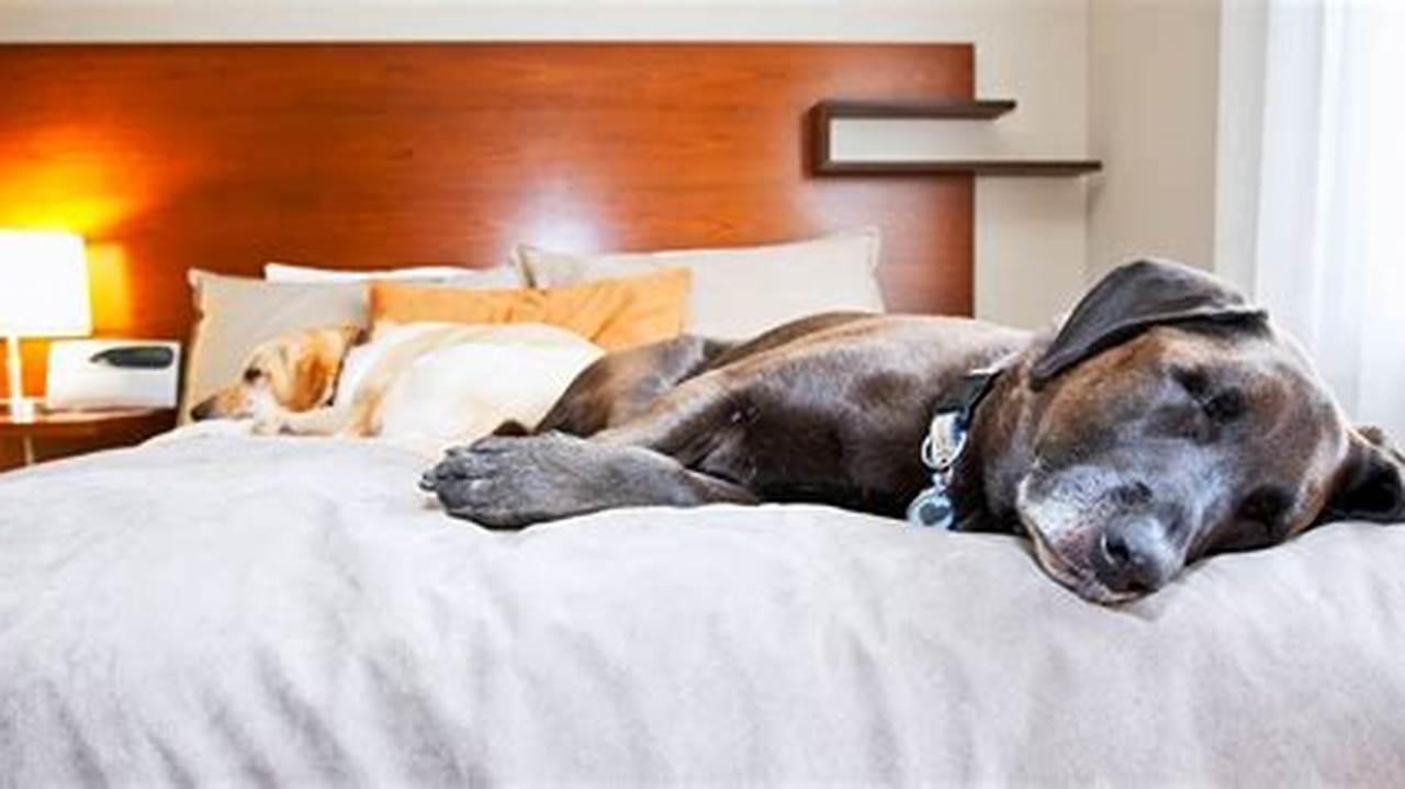 Dog-friendly Activities, Pet Friendly Hotel