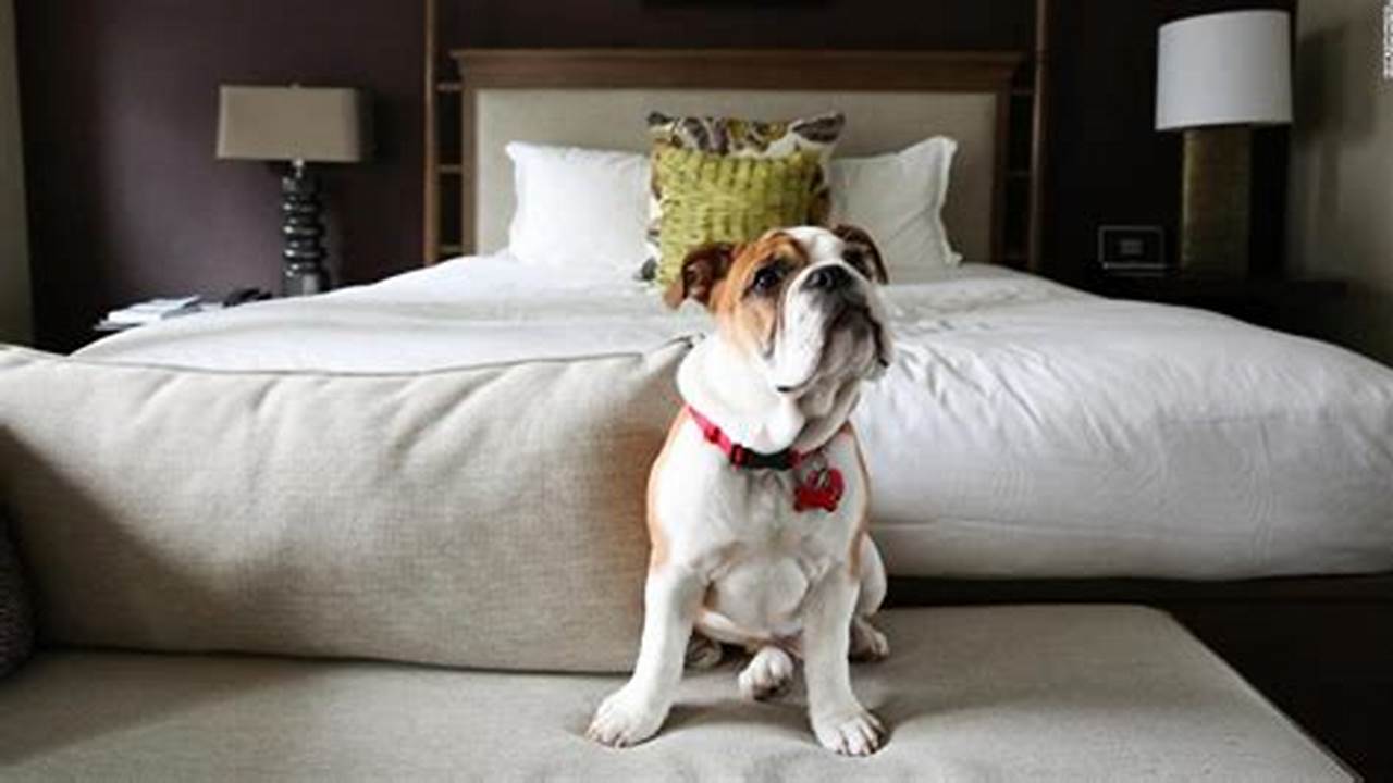 Dog-friendly Attractions, Pet Friendly Hotel