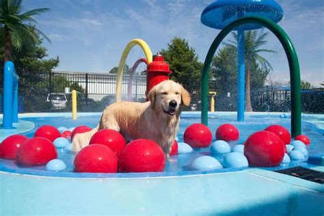 Paws in the Air! 8 PetFriendly Amusement Parks Around the World