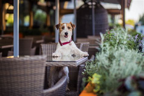 10 PetFriendly Restaurants In NYC Where You Can Bring Your Dog