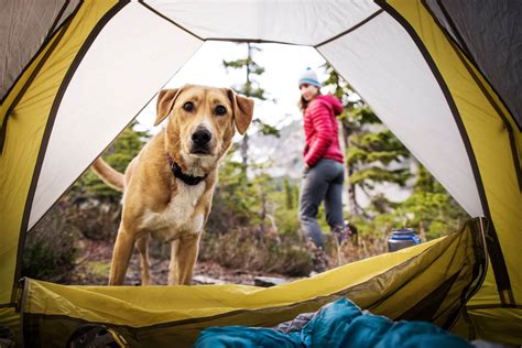 10 Best DogFriendly Camping Spots in NSW Man of Many