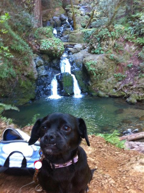 5 Best DogFriendly Waterfall Hikes Near Los Angeles Hiking Girl with Dog