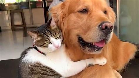Dogcat Relationship