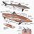 Dogfish Shark Anatomy
