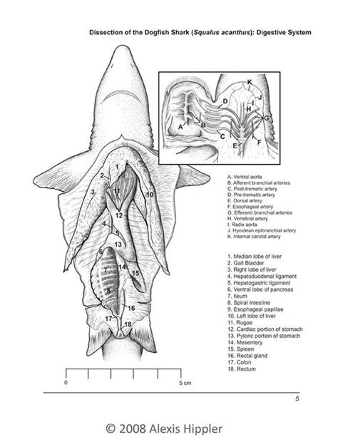 Dogfish Shark Dissection Worksheet