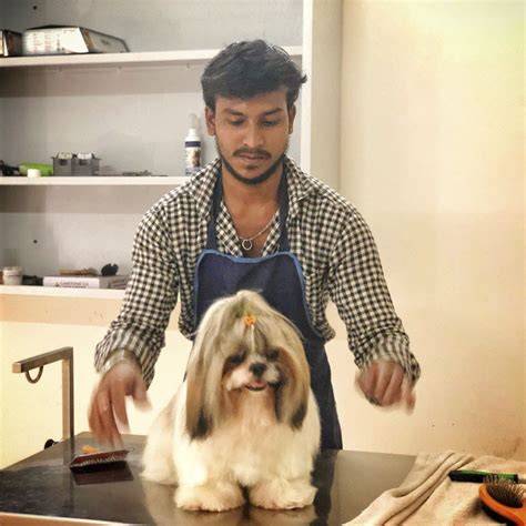 Doggy Shop Near Me