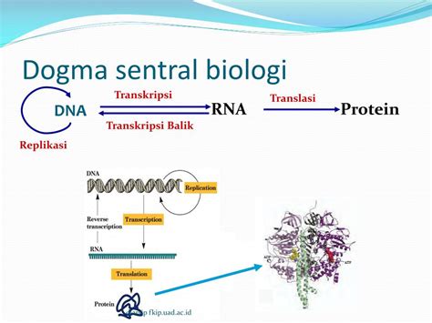 Dogma Sentral Biologi Molekuler