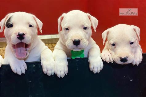 Blue male UKC Dogo argentino pupper for sale near Loxahatchee, Florida
