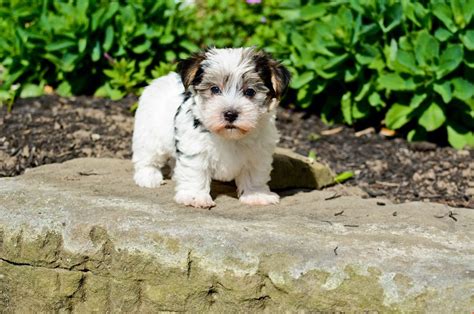 Morkie Puppies For Sale In Ohio Cheap 2021 Puppies Site
