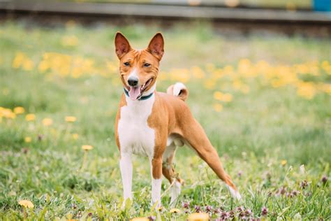 Dogs That Don't Shed Basenji