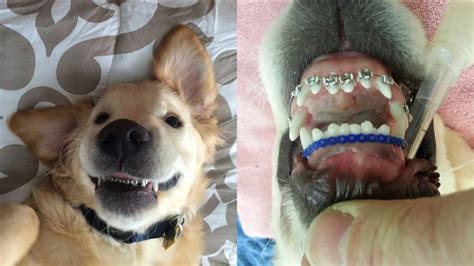 'Doggie Dentist' gives a pooch braces