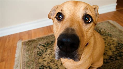 Dogs Begging For Food YouTube