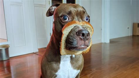 Dogs Being Silly.