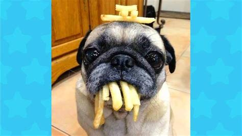 Dogs Doing Stupid Things