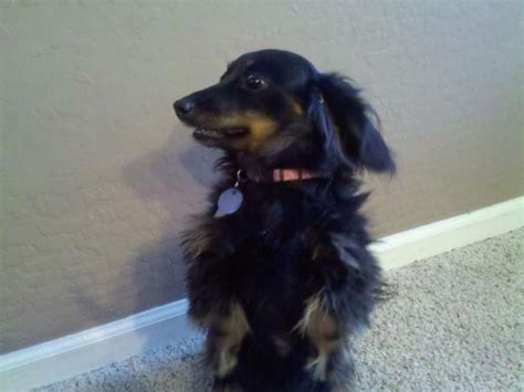 Dogs Free To Good Home