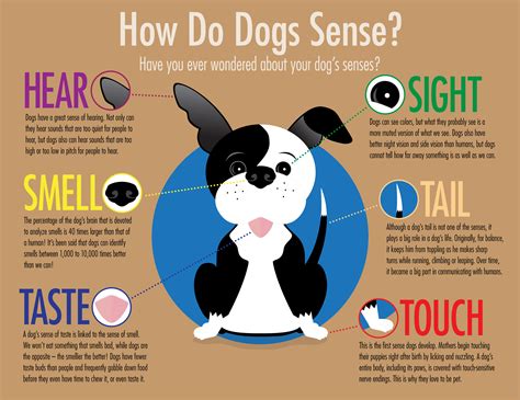 Dogs Have a Highly Developed Sense of Smell