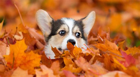 Dogs In Leaves
