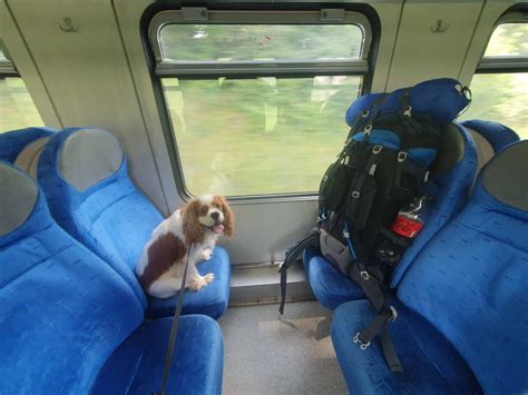 Dogs On A Train