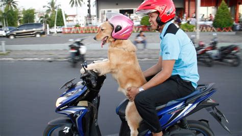 Dogs On Moped