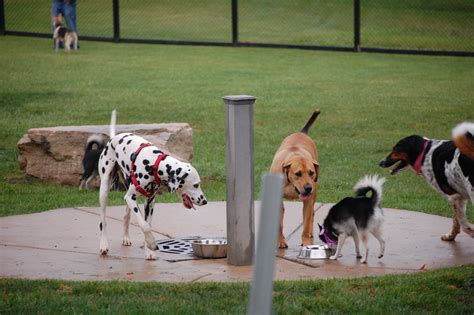 Dogs Park Near Me