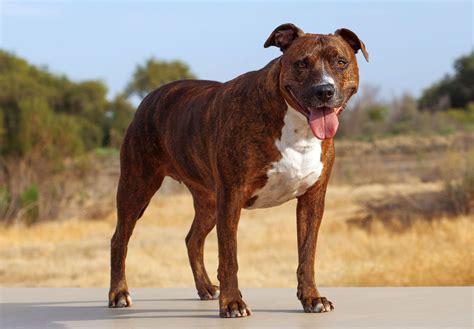 Dogs Pit Bulls Pictures