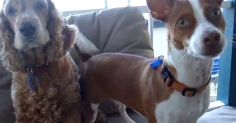 Dogs Respond To Magic Word VIDEO HuffPost UK
