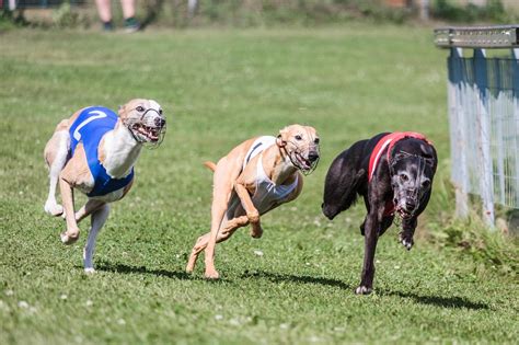 Dogs Running