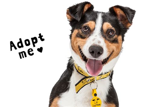 Dogs Trust Adopt A Dog