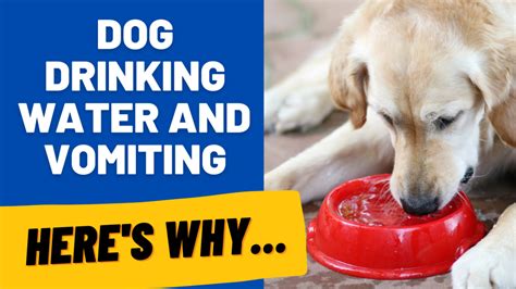 Dogs Vomiting After Drinking Water