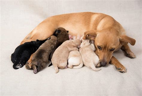 Dogs With Babies Pictures