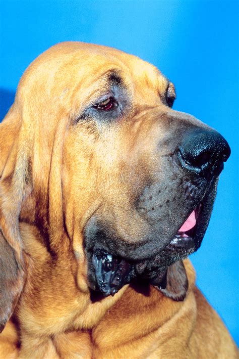 Unleashing the Pooch Potential: The Unbelievable Wonders of Dogs with Loose Skin