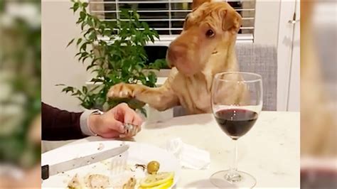 Dogs begging for food Compilation YouTube