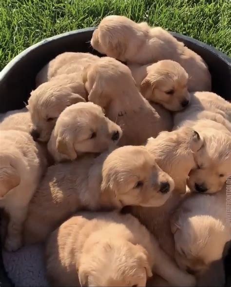 Dogs being silly Puppies Pinterest