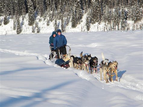 Dogsledding Tour Options