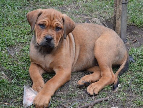 Dogue De Bordeaux Cross Neapolitan Mastiff Puppies For Sale