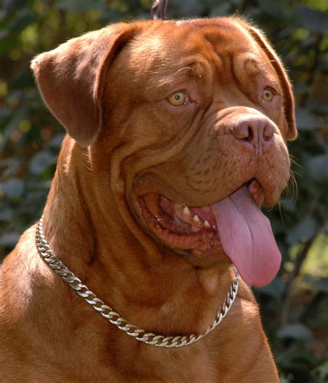 Saved by dogs French Mastiff Dogue de Bordeaux