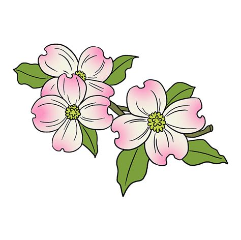 Dogwood Tree Flower Drawing