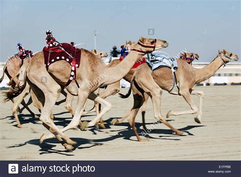 Doha Camel Race & Richard Serra Desert Sculpture Tour: Review