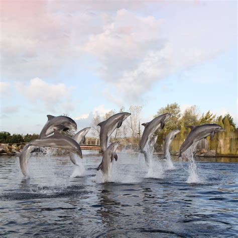 Dolfinarium Entry Tickets