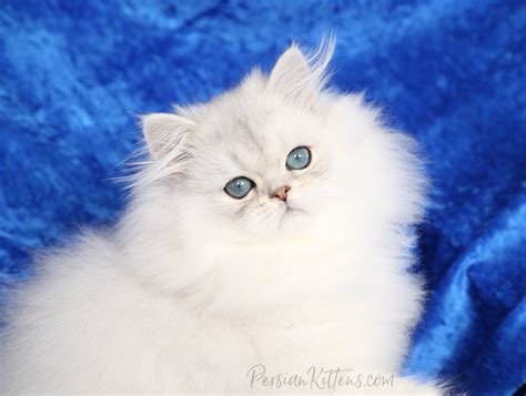 Doll Face Persian
