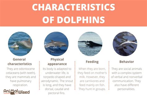 Dolphin Behavior