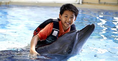 Dolphin Encounter experience