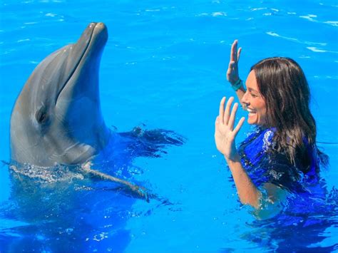 Dolphin Interaction