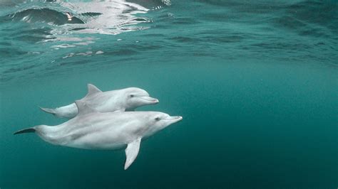 Dolphin Photography